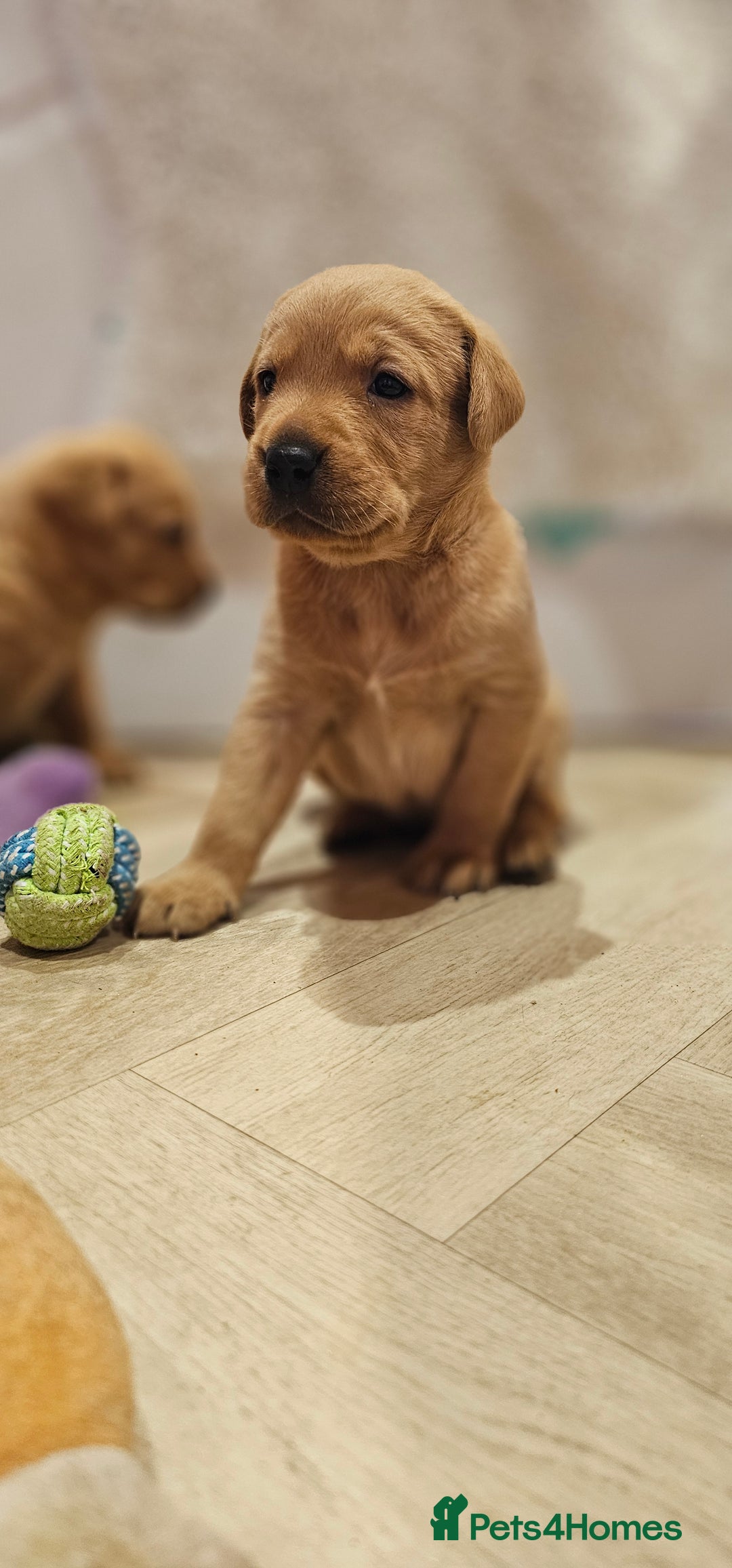 Labrador Retriever dogs for sale: 6 STUNNING KC REG FOX RED LABRADORS  - Advert 14