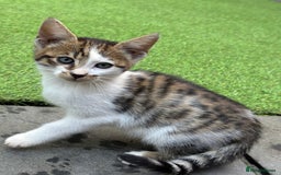 Bengal cats for sale: Gorgeous Bengal X Kittens!! Price Reduced!! - Image 8