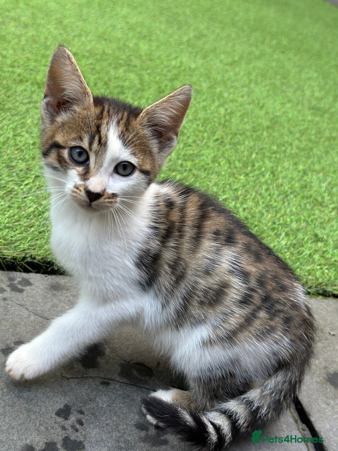Bengal cats for sale: Gorgeous Bengal X Kittens!! Price Reduced!! - Image 8