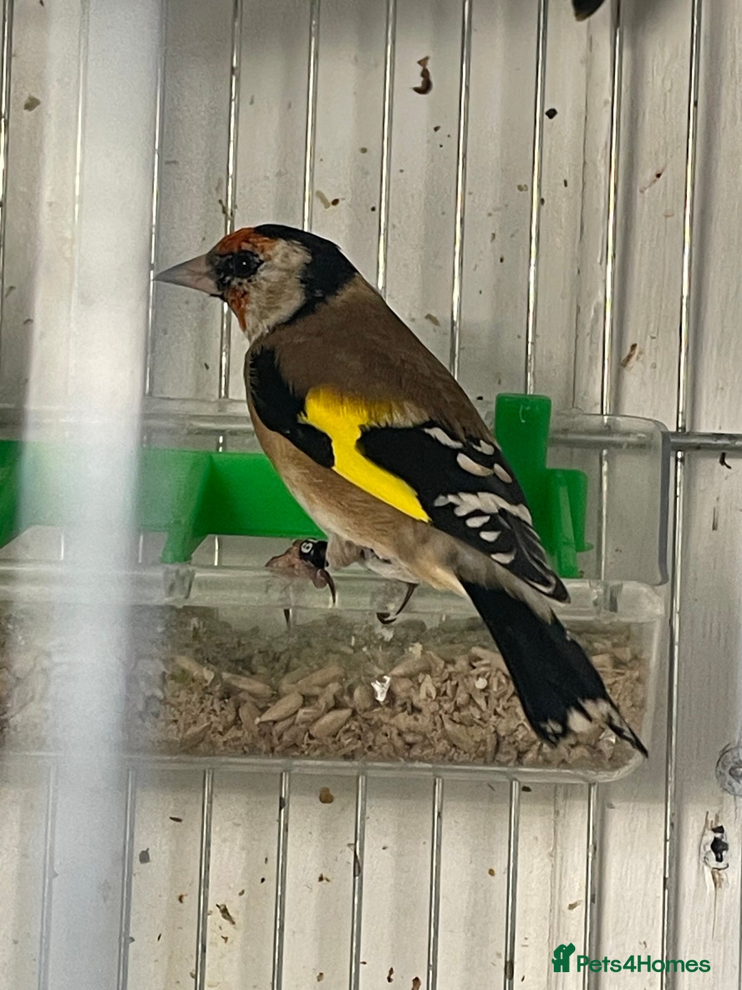 Finches birds for sale: Goldfinch  - Advert 6