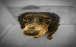 Sprocker dogs for sale: Sprocker Spaniel Puppies  - Image 18