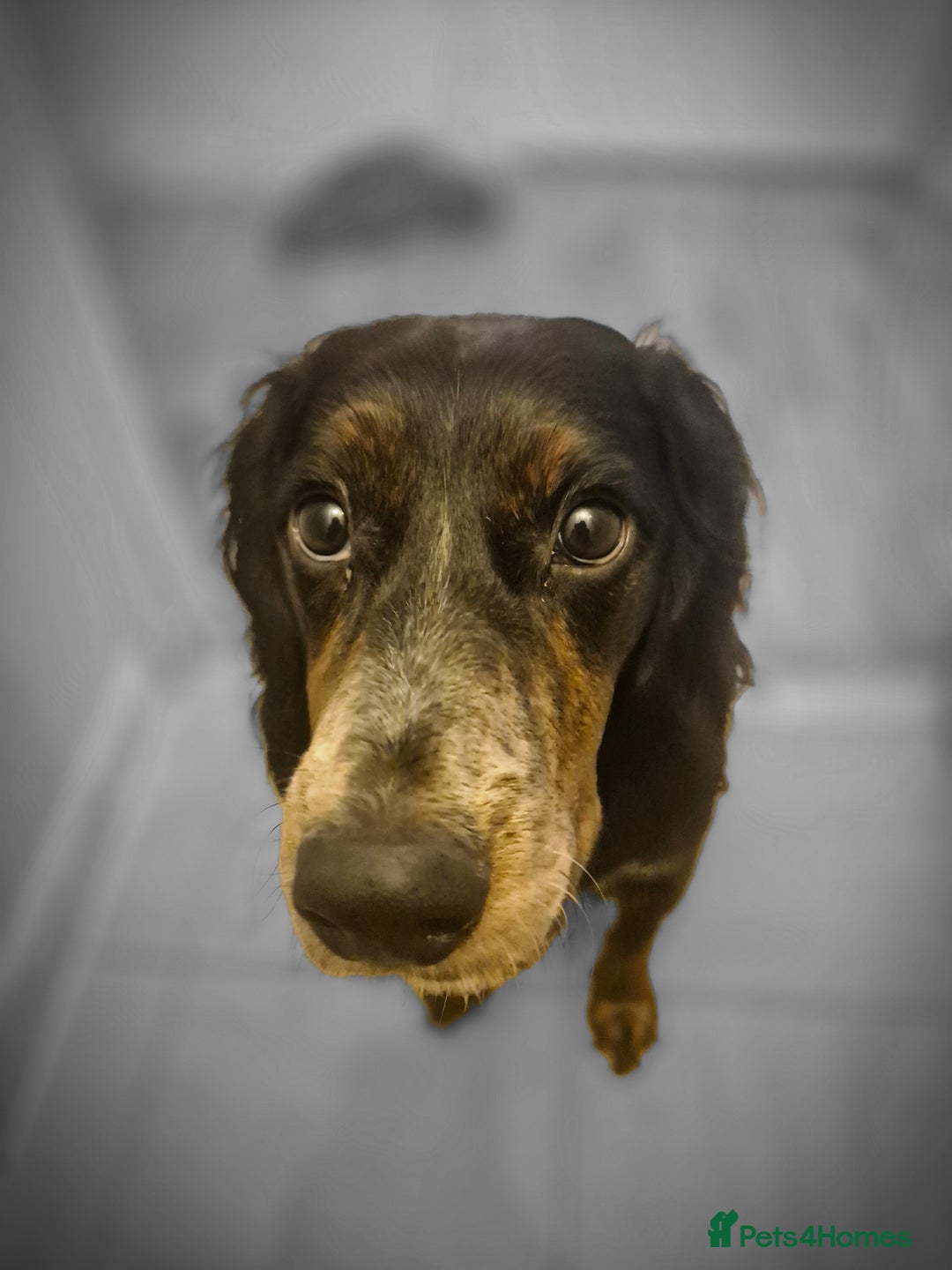 Sprocker dogs for sale: Sprocker Spaniel Puppies  - Image 18