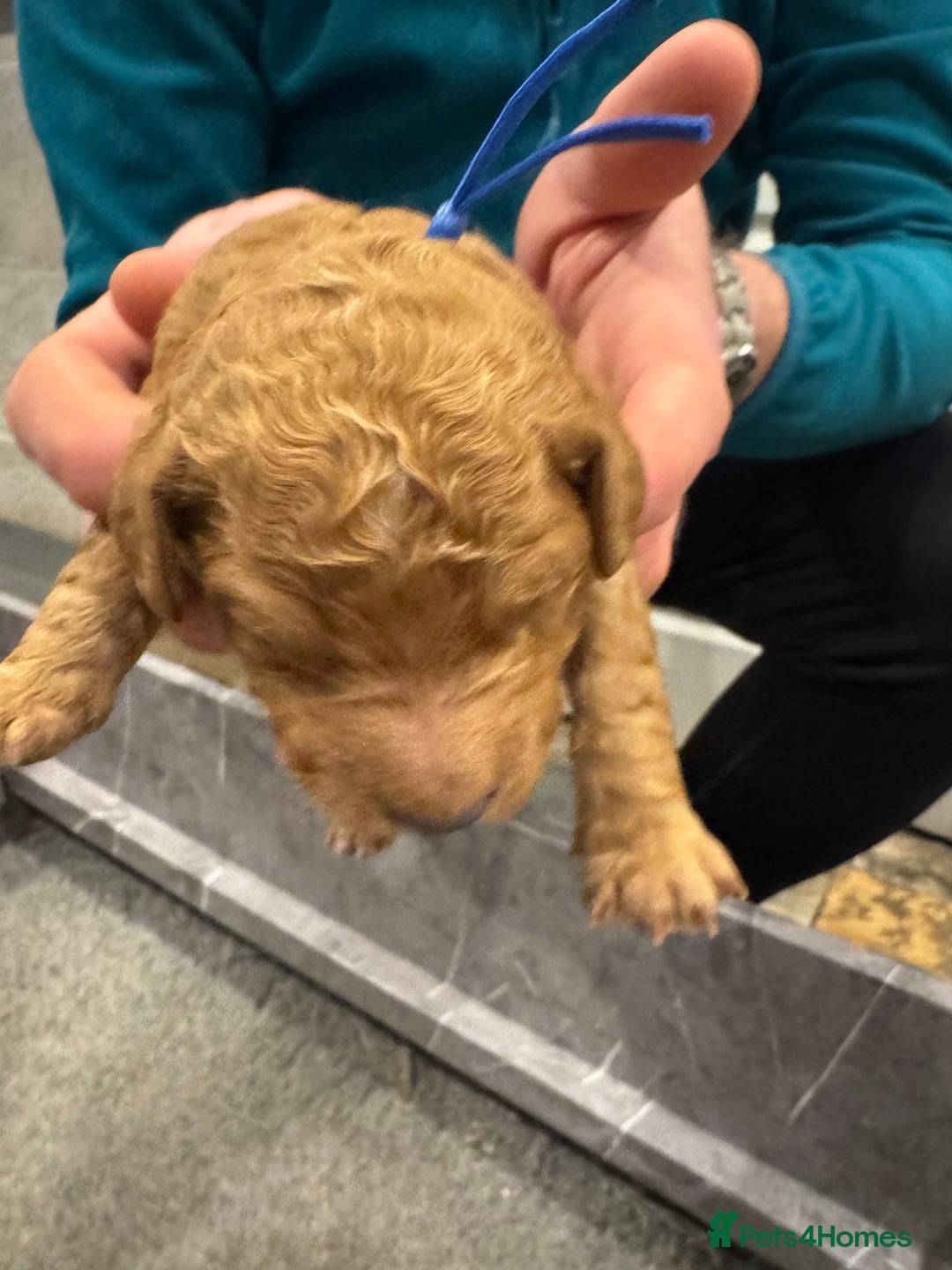 Goldendoodle dogs for sale: Golden doodles f1b - Advert 17