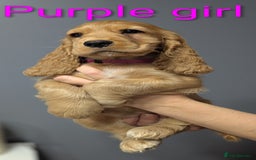 Cocker Spaniel dogs for sale:  Show type cocker spaniel puppies (SOLD) - Image 11