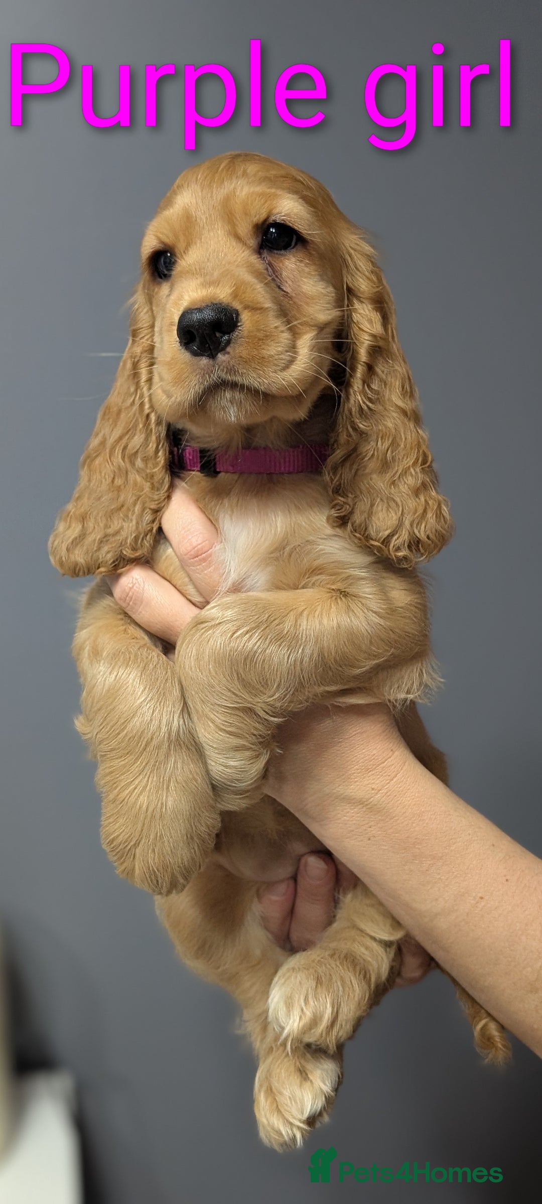 Cocker Spaniel dogs for sale:  Show type cocker spaniel puppies (SOLD) - Image 11
