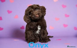 Cockapoo dogs for sale: ⭐️READY NOW⭐️Stunning DNA clear C f1 choc  - Image 7