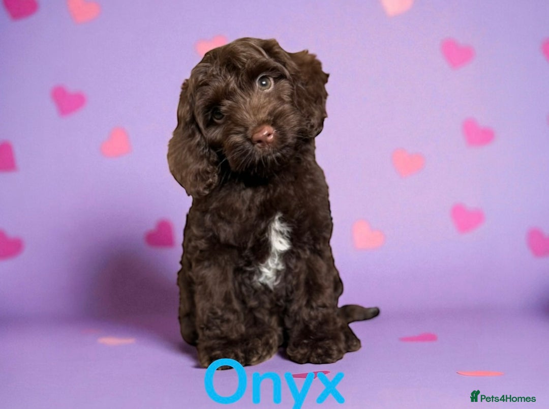 Cockapoo dogs for sale: ⭐️READY NOW⭐️Stunning DNA clear C f1 choc  - Image 7