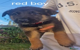 Mixed Breed dogs for sale: German shepherd x border collie pups  - Image 4
