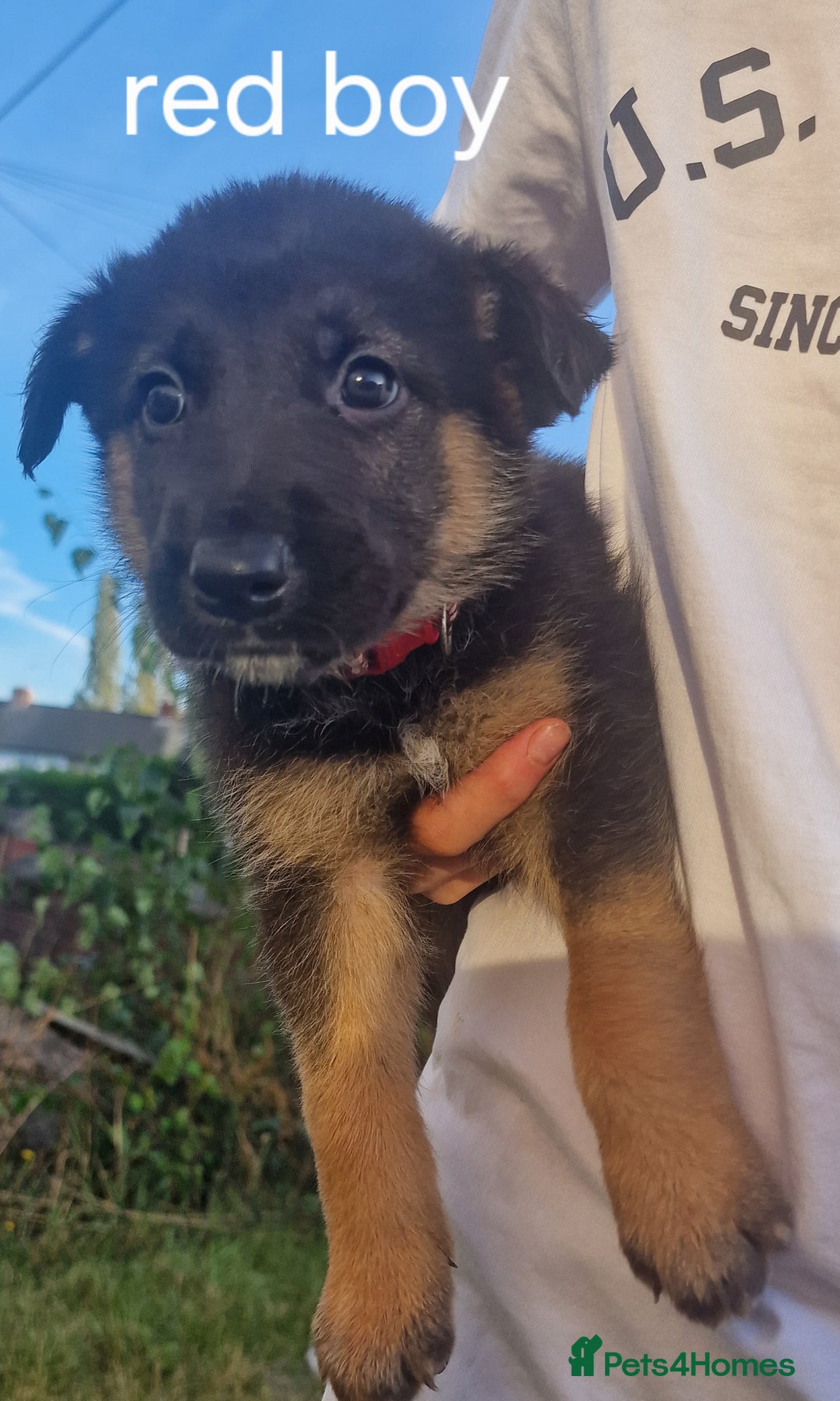 Mixed Breed dogs for sale: German shepherd x border collie pups  - Image 4