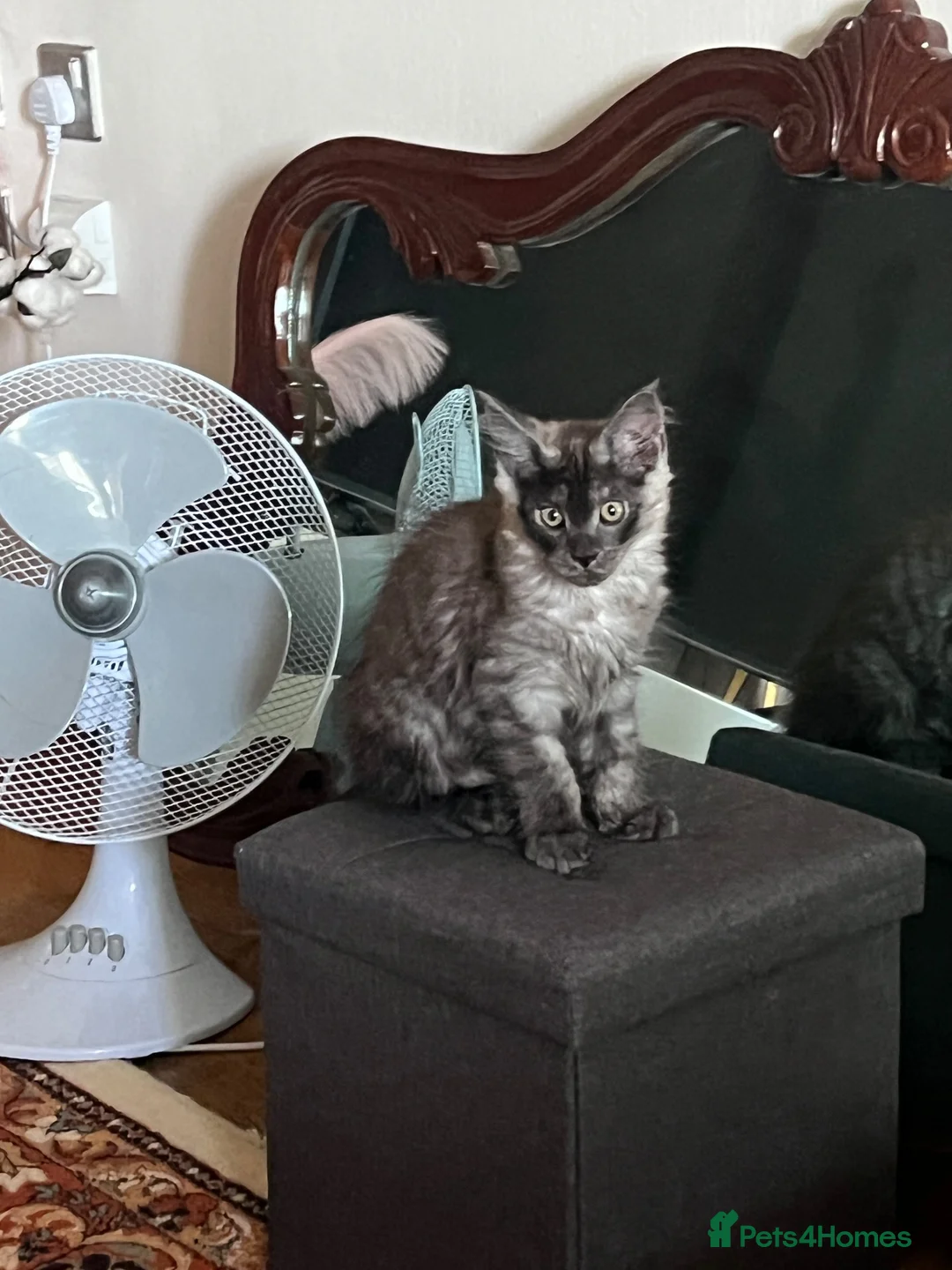 Maine Coon cats for sale: Sell Maine Coon kitten in Bradford - Advert 2