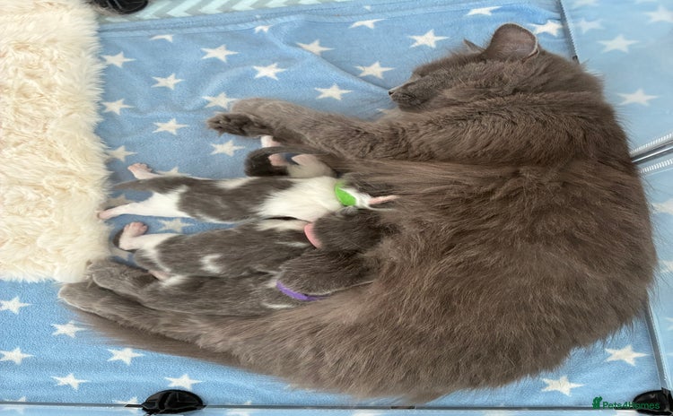 Norwegian Forest Cat cats - Advert 1