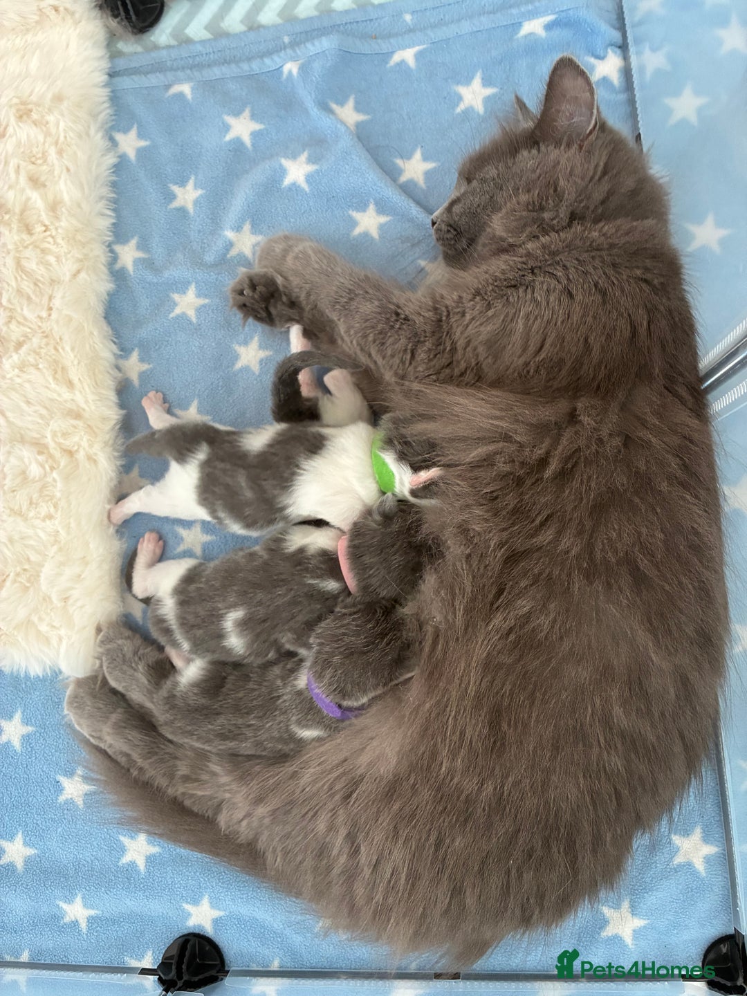 Norwegian Forest Cat cats for sale: Norwegian Forest cat x Scottish straight - Image 1