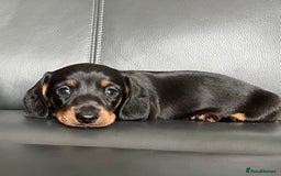 Dachshund dogs for sale: Miniature Dachshund puppies  - Image 3