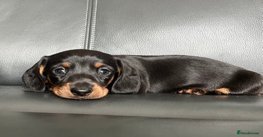 Dachshund dogs - Advert 16