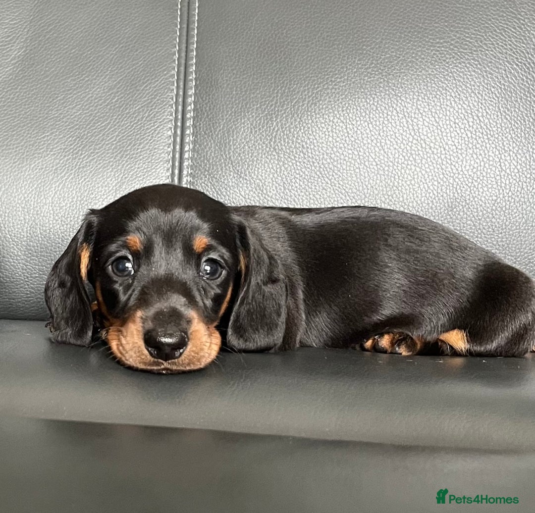 Dachshund dogs for sale: Miniature Dachshund puppies  - Image 3