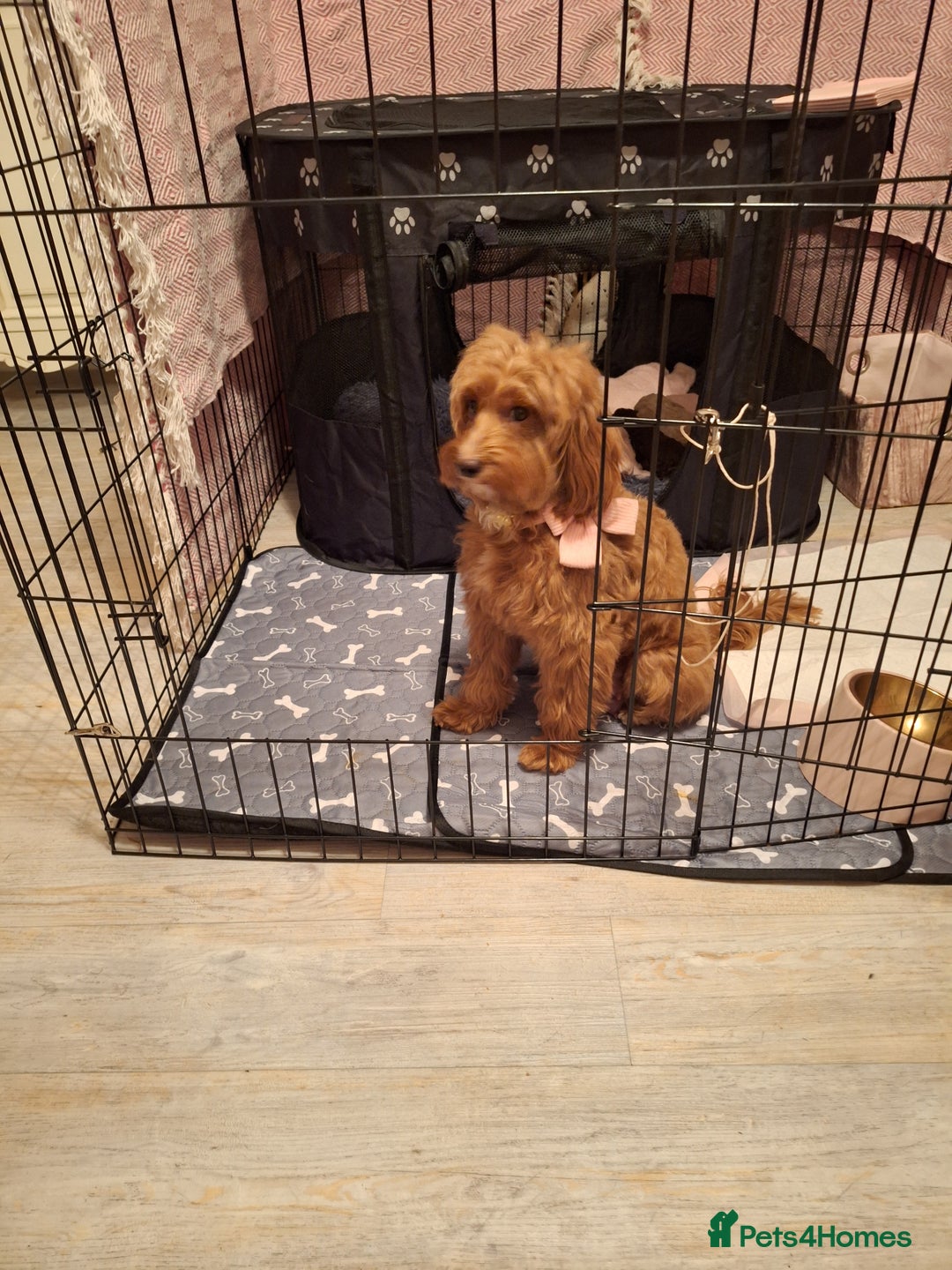 Cockapoo dogs for sale: 🐾✨  Ruby’s Toy Cockerpoo Pups Have Arrived! ✨🐾 - Advert 8