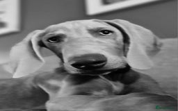 Weimaraner dogs for sale: Weimaraner boy hand picked and trained  - Advert 4