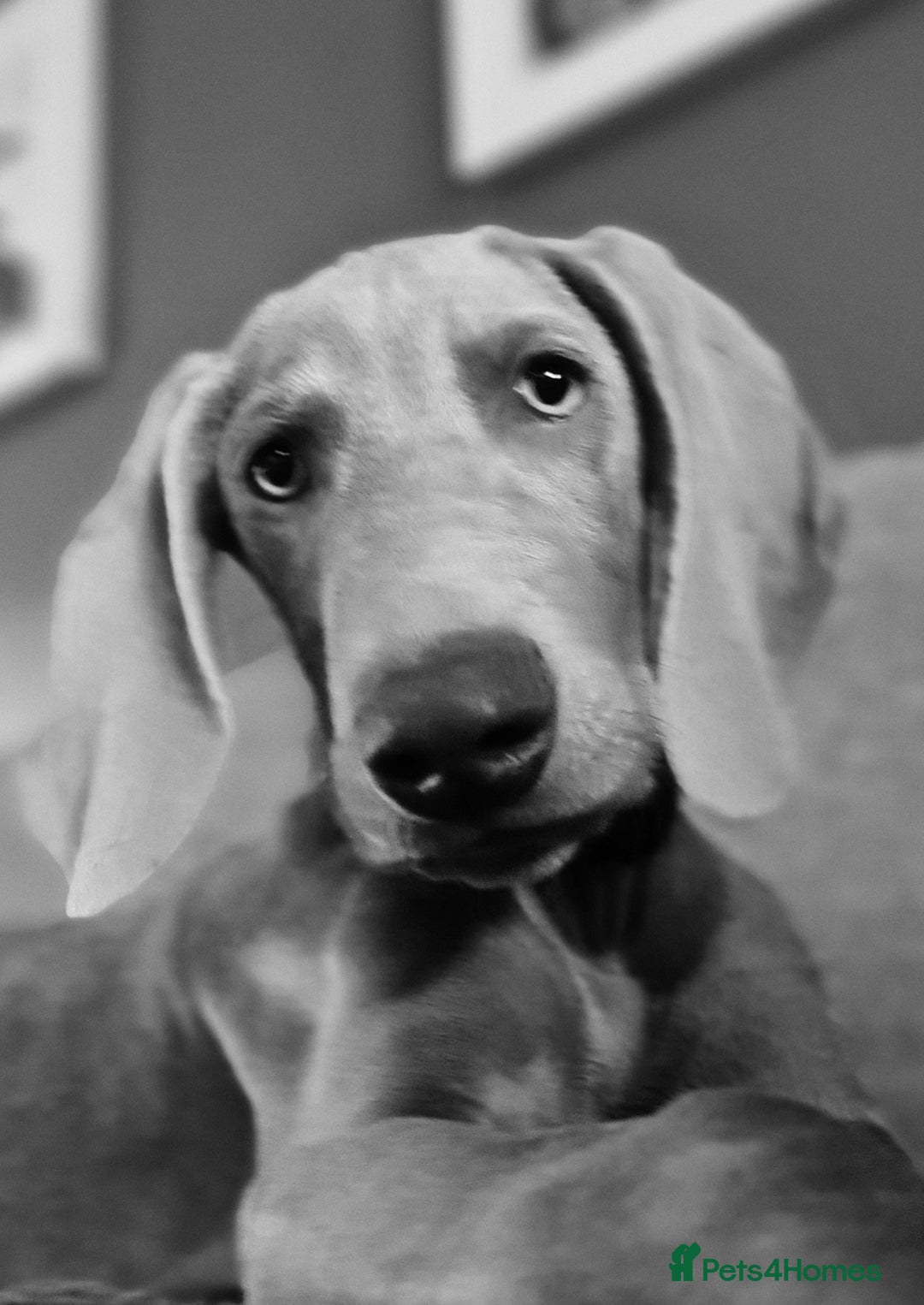 Weimaraner dogs for sale: Weimaraner boy hand picked and trained  - Advert 4
