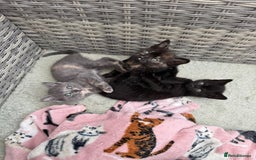 British Shorthair cats for sale: British Shorthair kittens girls - Image 1