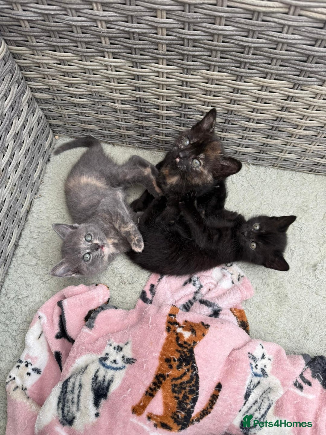 British Shorthair cats for sale: British Shorthair kittens girls - Image 1