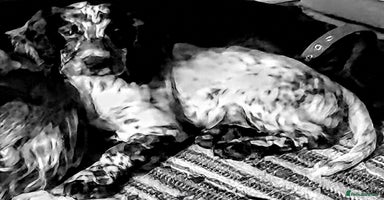 Sprocker dogs - Advert 14