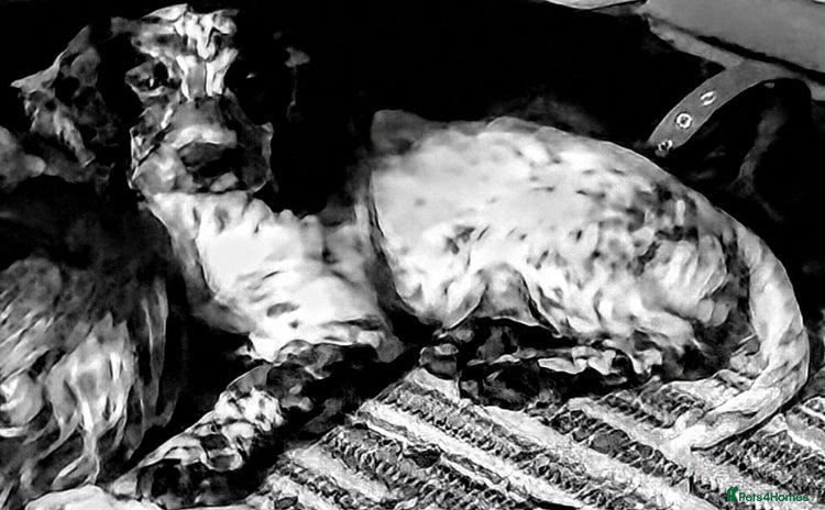 Sprocker dogs - Advert 6