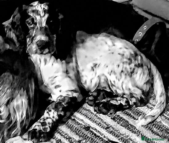 Sprocker dogs - Advert 5
