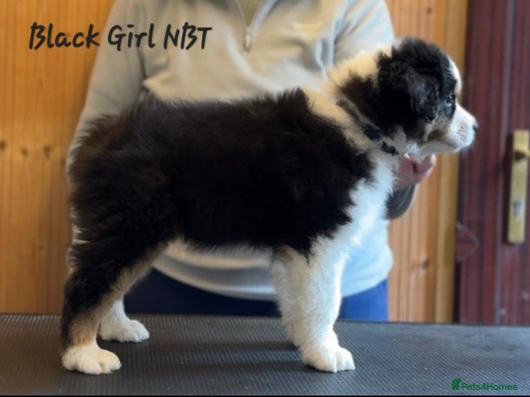 Australian Shepherd dogs Top Quality Australian Shepherd Pups  - Advert 2