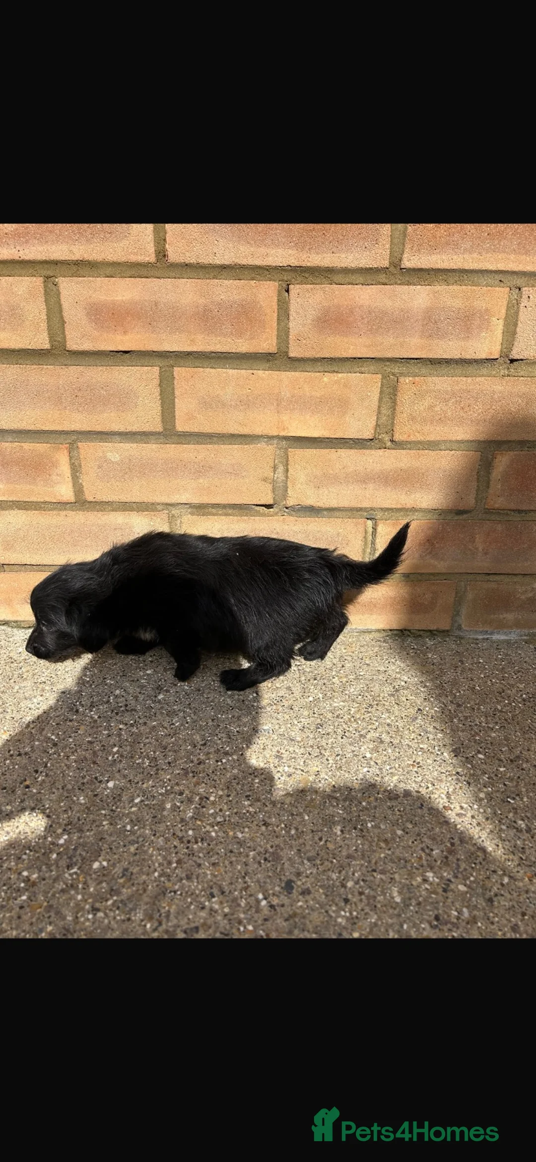 Mixed Breed dogs for sale: Jack Russell Kern Terrier cross - Advert 2