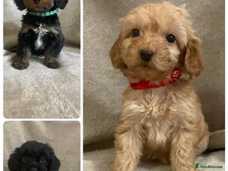 Cockapoo dogs Beautiful F1 cockapoos ready now for new homes - Advert 3
