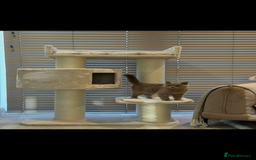 British Shorthair cats for sale: Lilac british short - Image 3