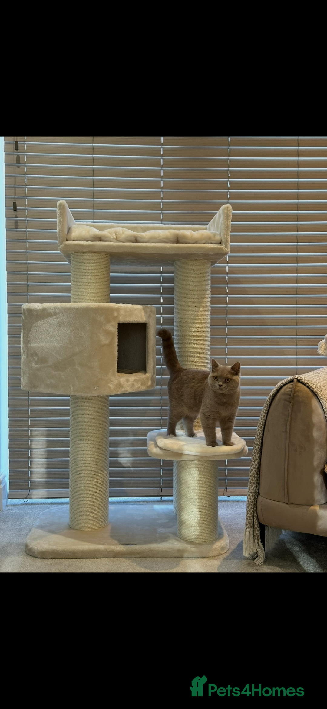 British Shorthair cats for sale: Lilac british short - Image 3