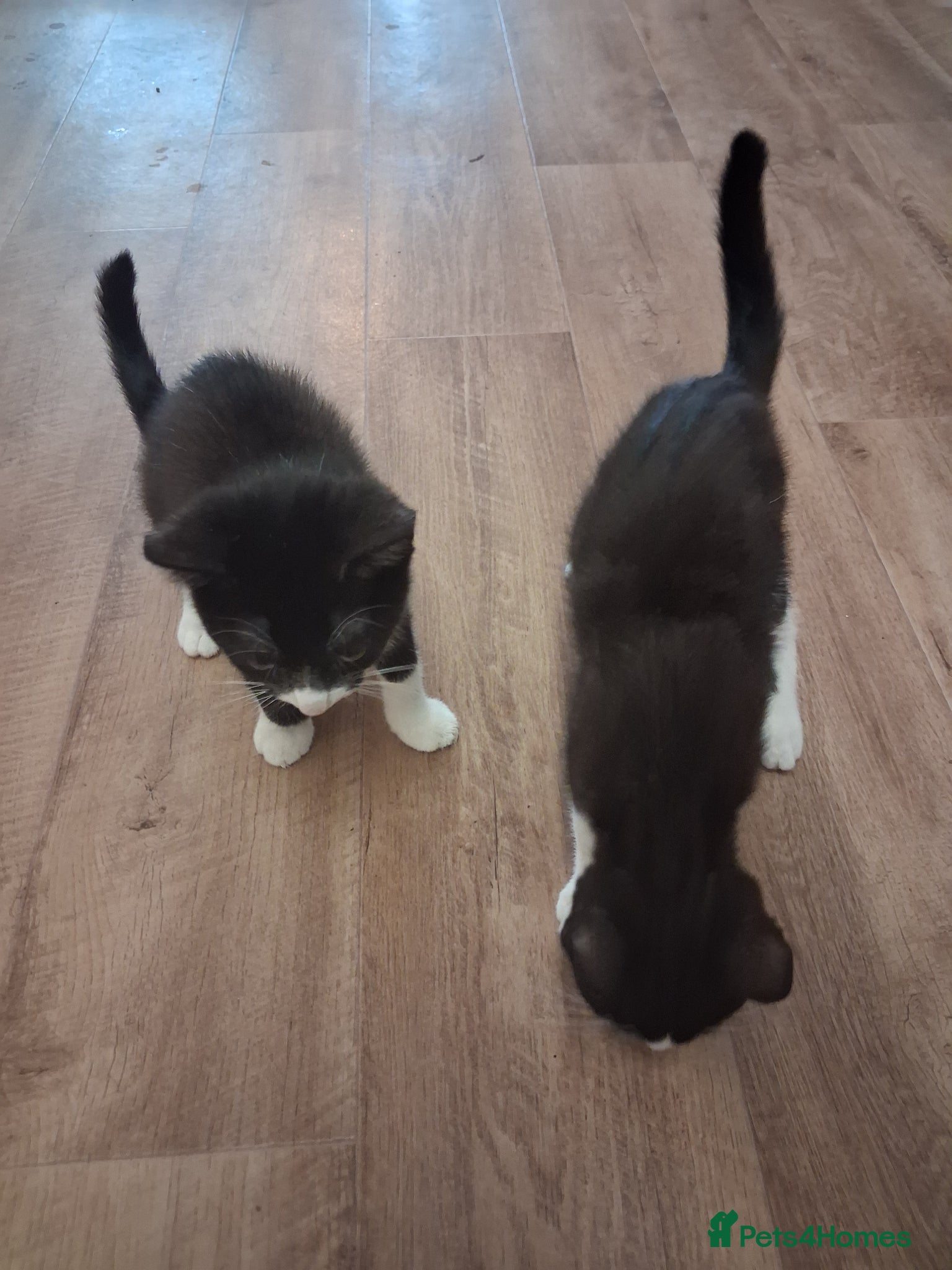 British Shorthair cats 2 x Cats For Rehoming, 1 x Boy 1 x Gurl - Advert 5