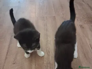 British Shorthair cats 2 x Cats For Rehoming, 1 x Boy 1 x Gurl - Advert 1