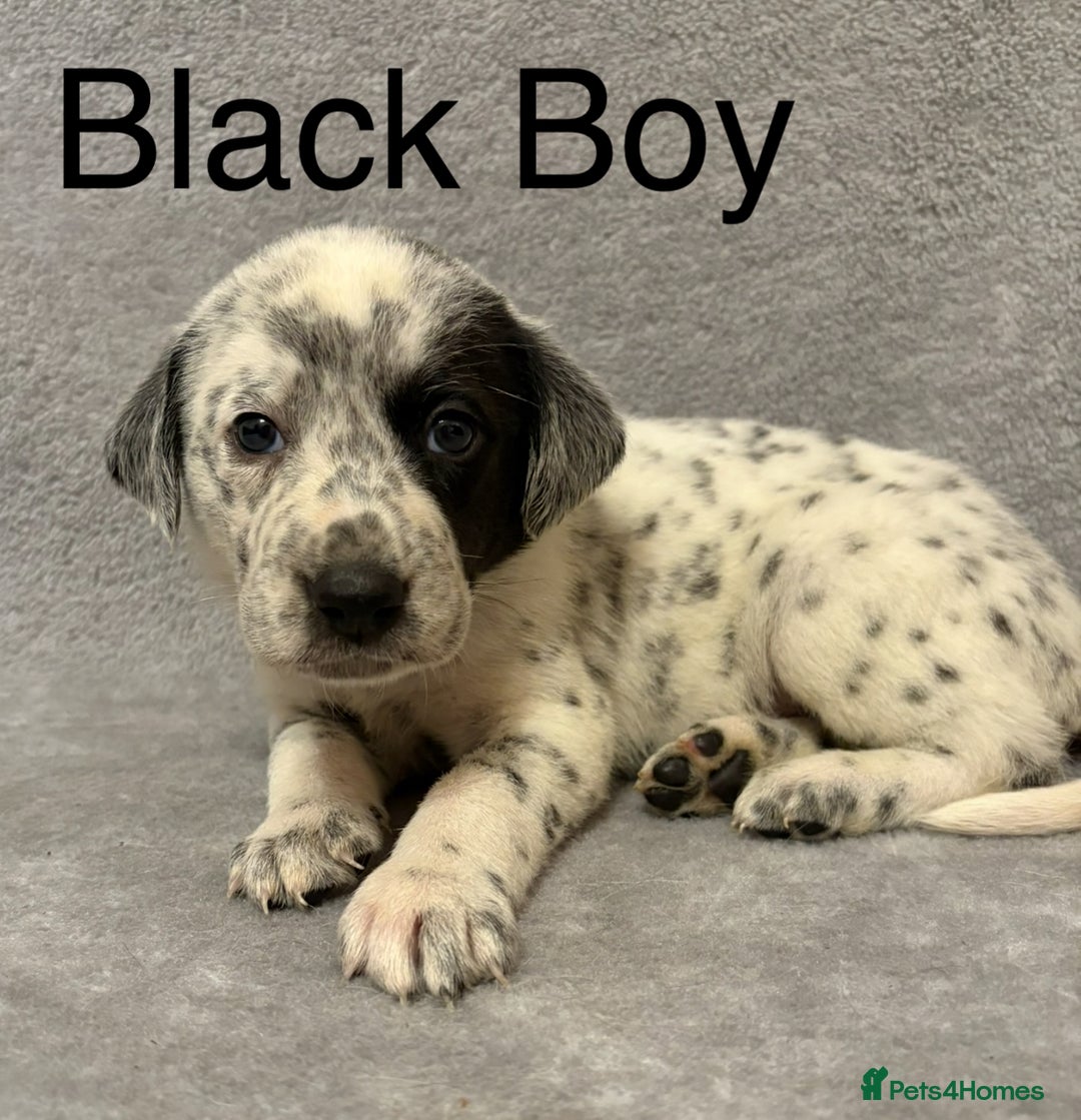 Mixed Breed dogs for sale: Pyrematian puppies - Advert 30