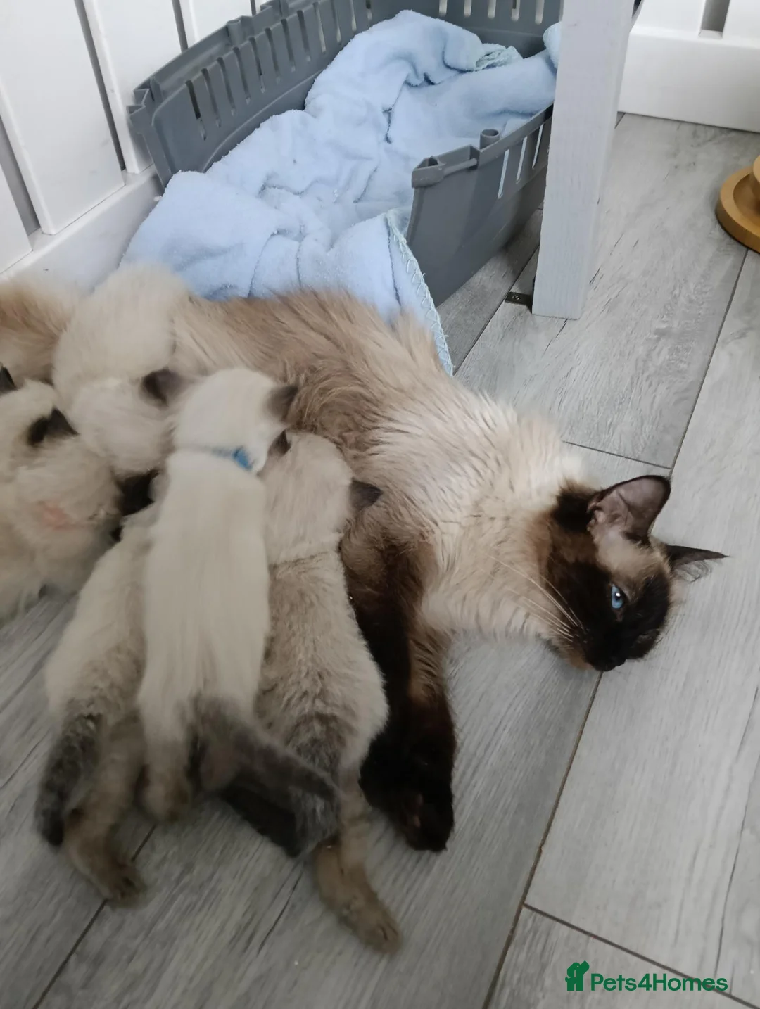 Ragdoll cats for sale: GCCF Registered Ragdoll Kittens  - Advert 1