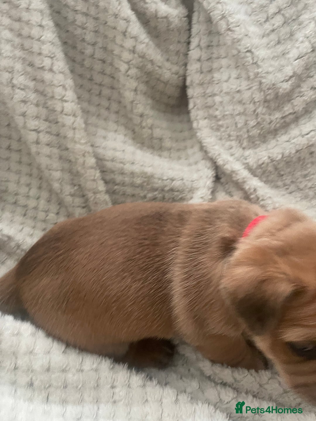 Jug dogs for sale: Jug puppies for sale 4 boys 2 girls 5 weeks old - Advert 20