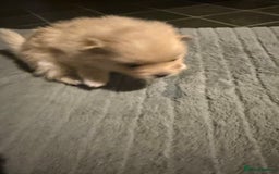 Pomeranian dogs for sale: Two Male Pomeranian’s!  - Advert 27
