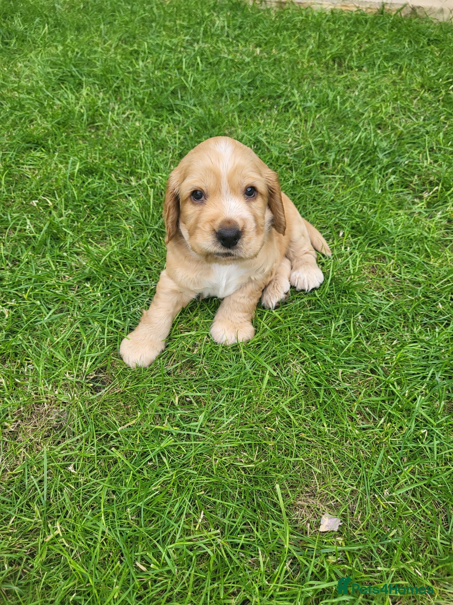 Cocker Spaniel dogs Cocker spaniel - Advert 1