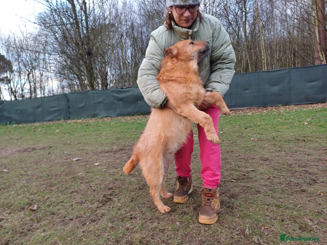Mixed Breed dogs for adoption: 🐾 Meet IZZY 🐾 💛 A loyal heart & love to give 💛 - Advert 16