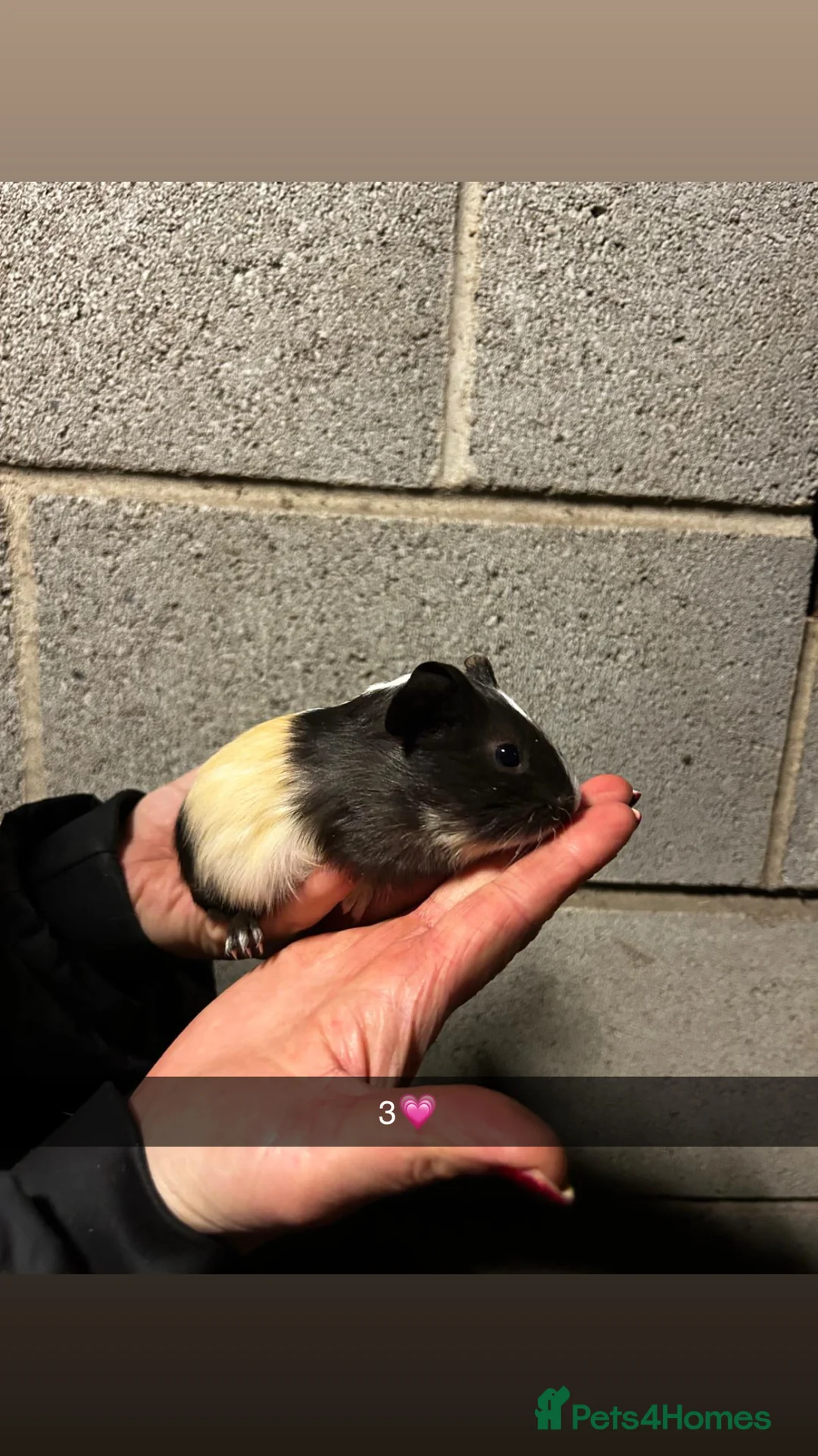 Guinea Pig rodents for sale: Five lovely guinea pigs all looking for new homes! - Advert 4
