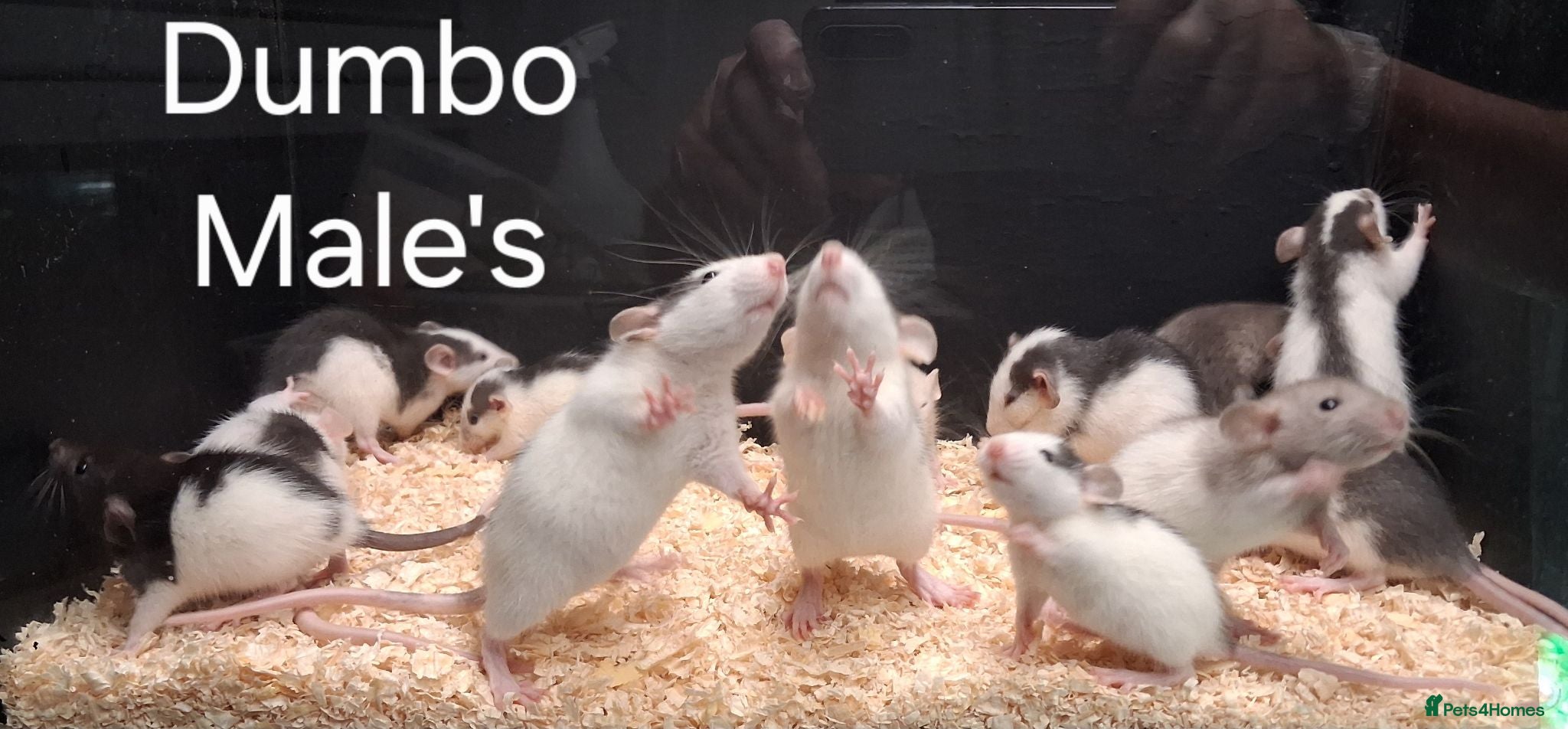 Rat rodents Baby Dumbo Rat's available, Males & Females  - Advert 2