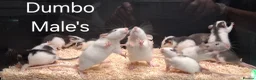 Rat rodents for sale: Baby Dumbo Rat's available, Males & Females  - Advert 2