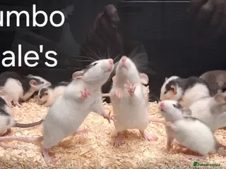 Rat rodents Baby Dumbo Rat's available, Males & Females - Advert 2