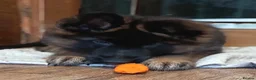 German Shepherd dogs for sale: KC PUPPIES FOR SALE - Advert 11