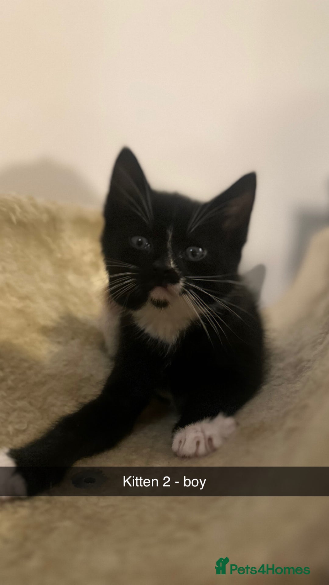 Mixed Breed cats for sale: Black and white kittens looking for loving home  - Image 9