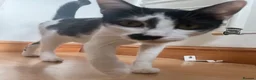 Domestic Shorthair cats for adoption: Become a Penny Paws foster homes for cats in need - Advert 12