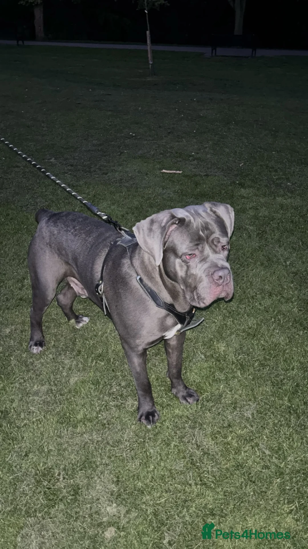 Cane Corso dogs for sale: Gorgeous blue cane corso male  - Advert 6