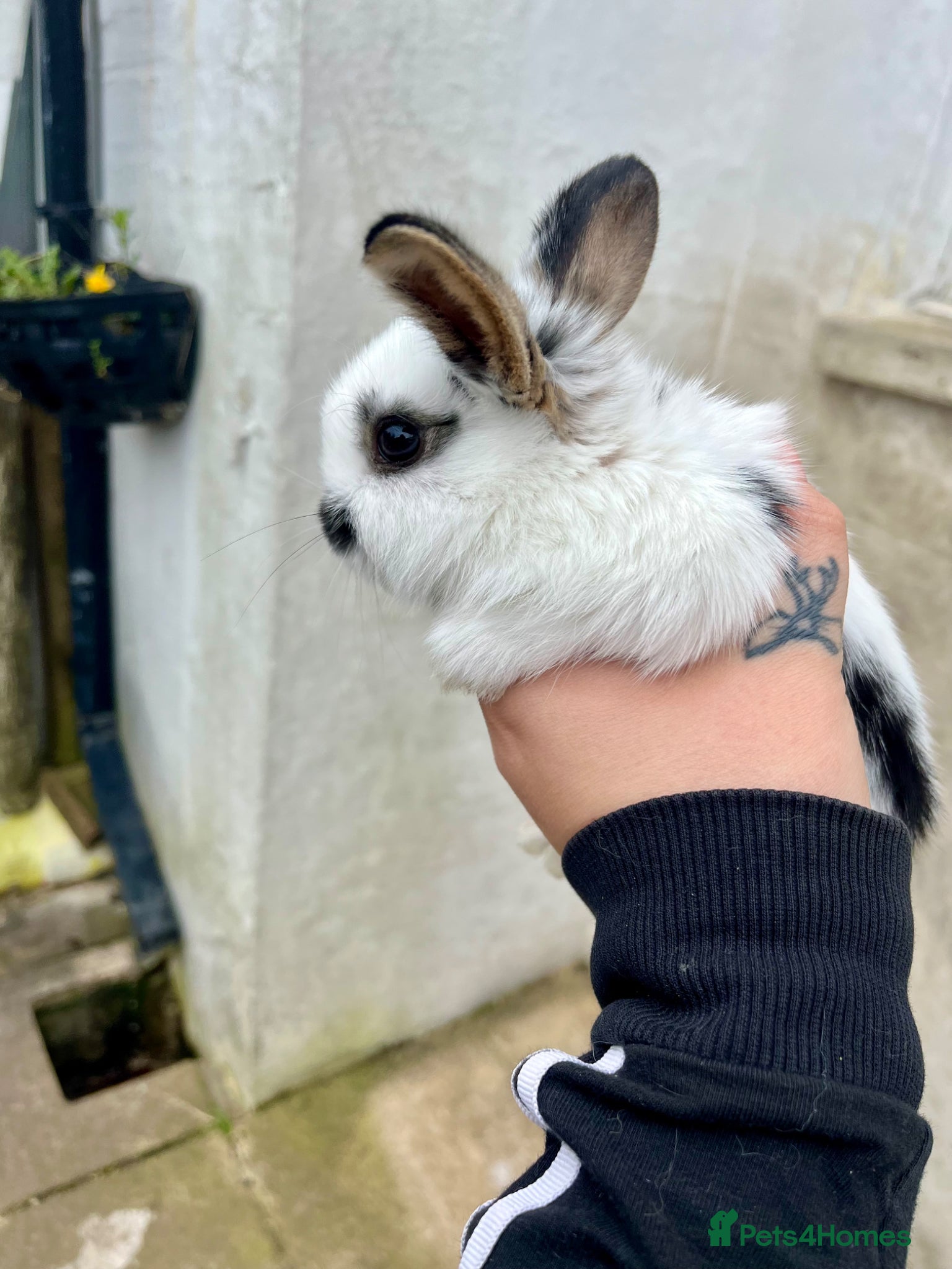 Mini Lop rabbits 1 pure bred mini lop bunny left! - Advert 15