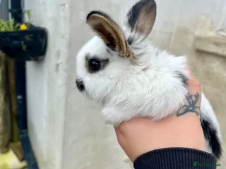 Mini Lop rabbits 1 pure bred mini lop bunny left! - Advert 15